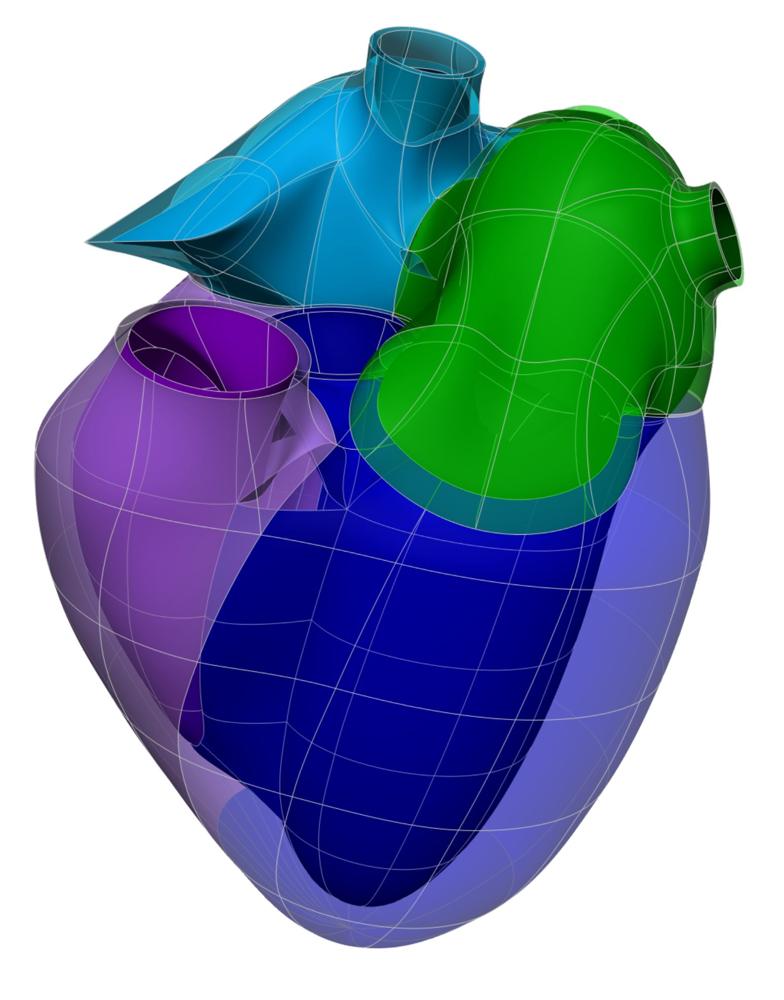 Rendering of the generic pig heart scaffold.