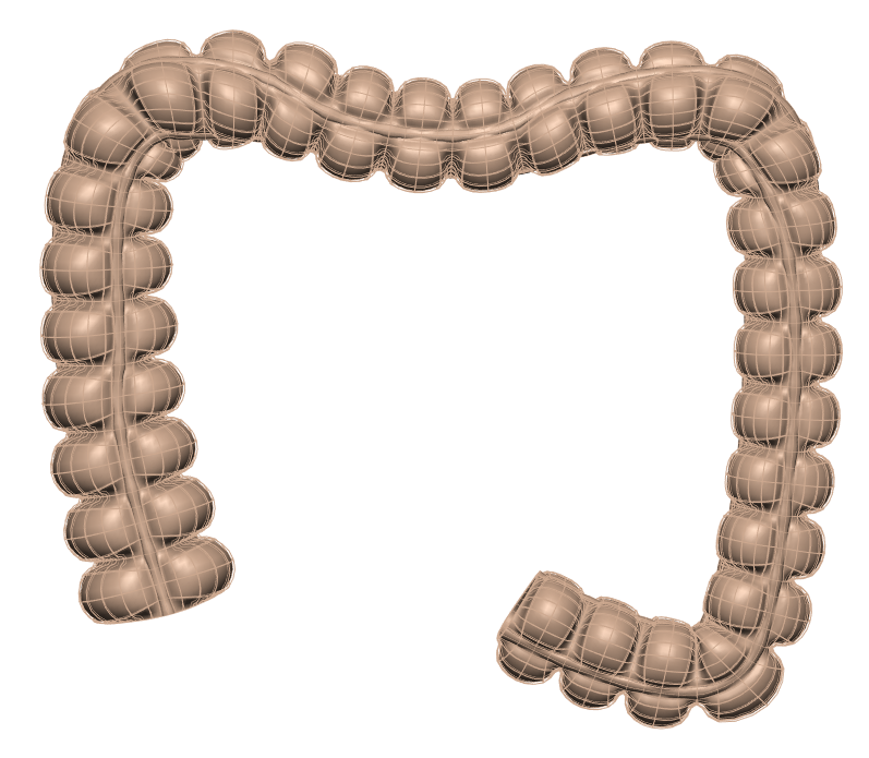 Rendering of the generic human colon scaffold.