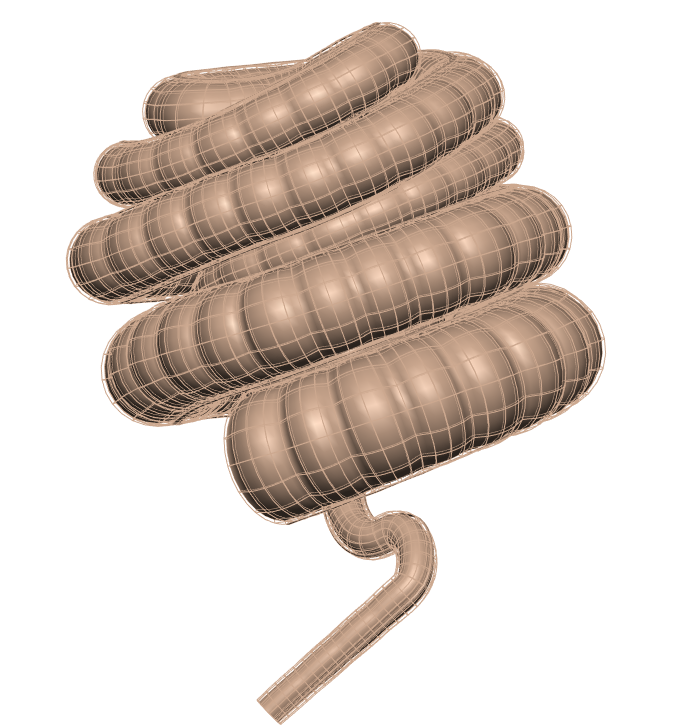 Rendering of the generic pig colon scaffold.
