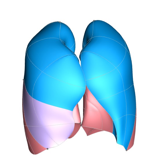 Rendering of the human lung scaffold.