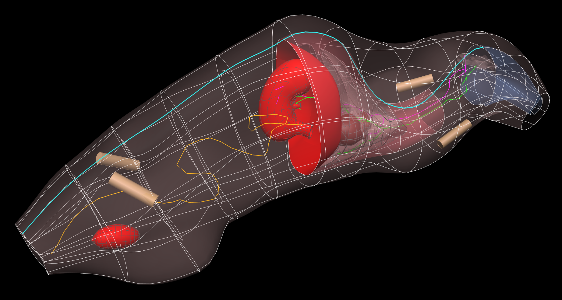Rendering of the rat whole-body scaffold with embedded organs.