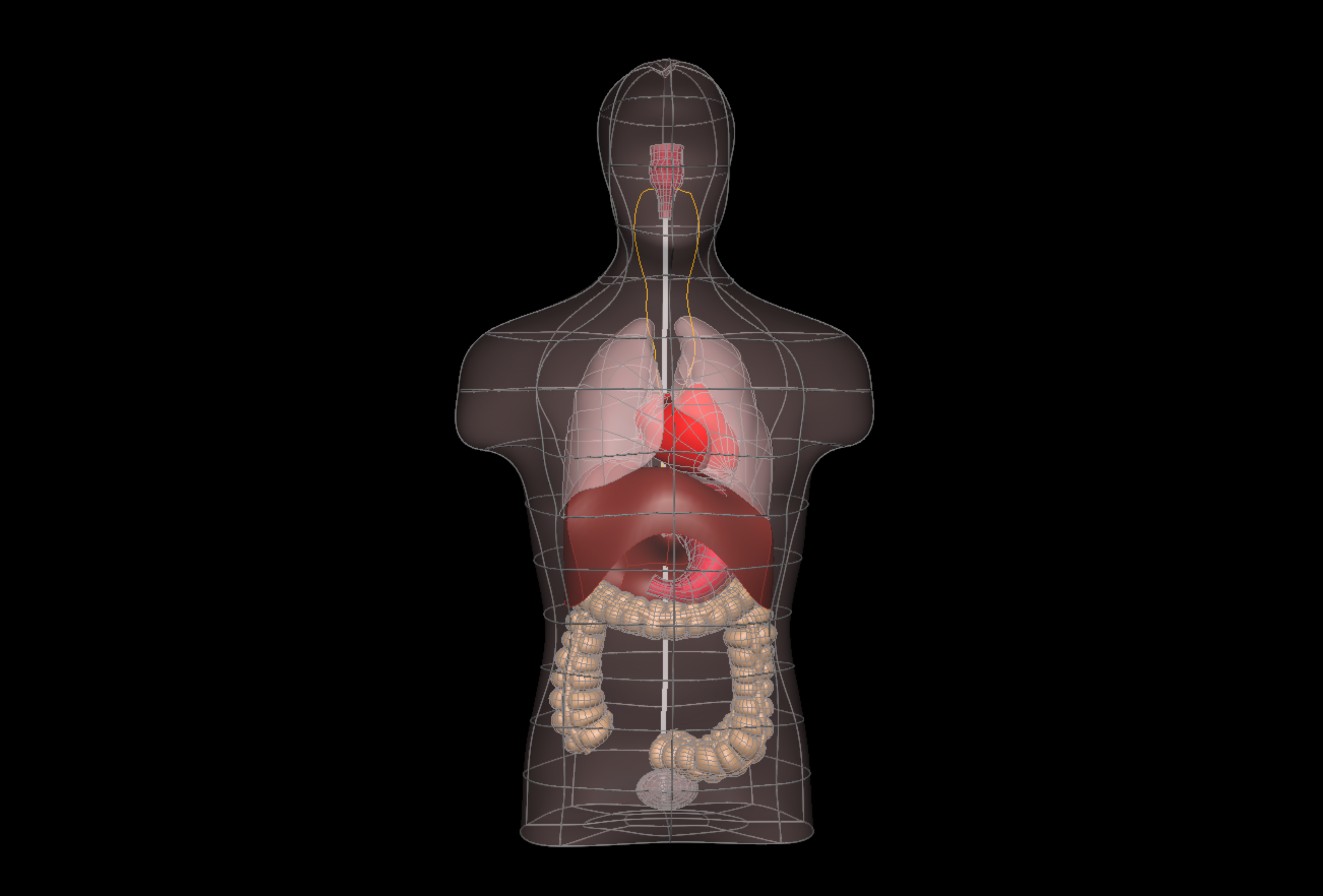 Rendering of the human whole-body scaffold with embedded organs.