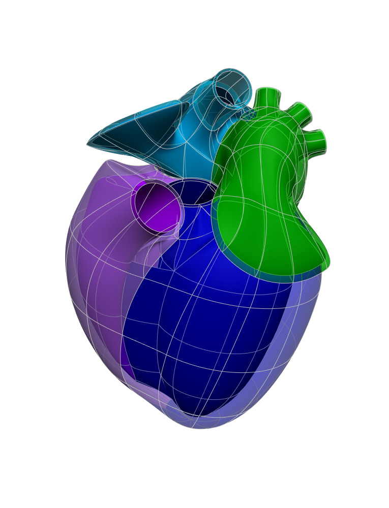 Rendering of the generic mouse heart scaffold.