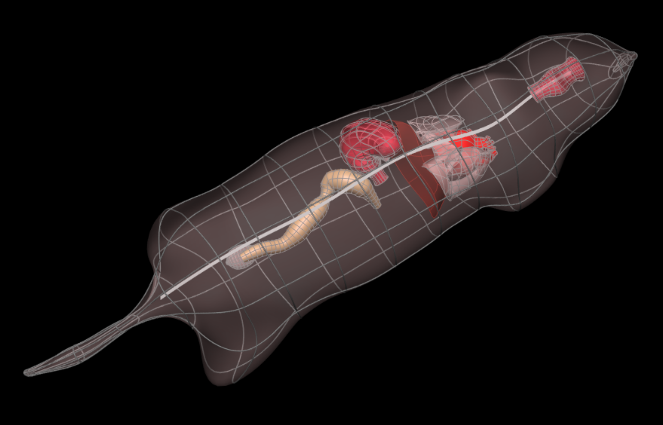 Rendering of the mouse whole-body scaffold with embedded organs.