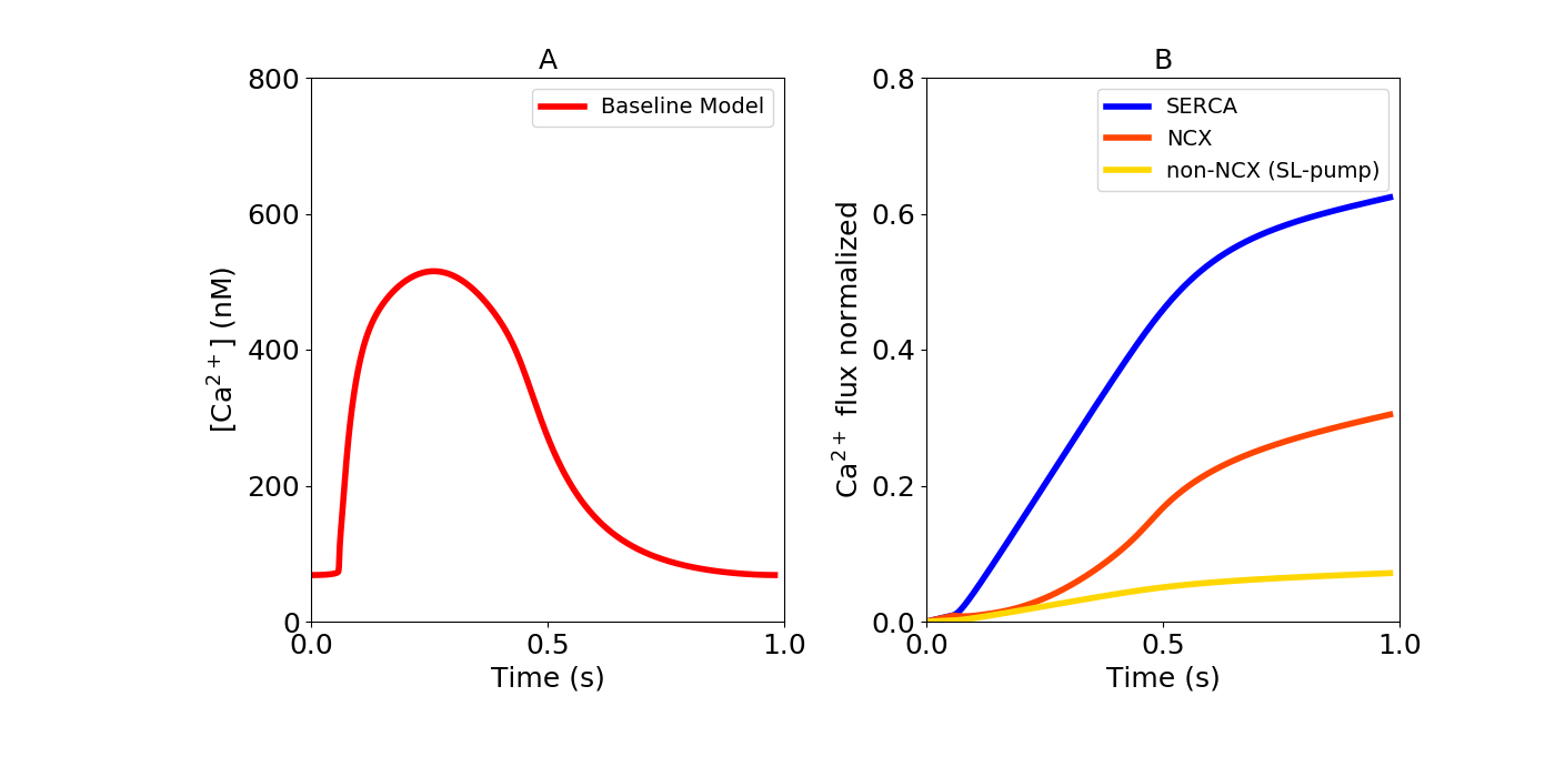 A, baseline model CaT. B, relative contribution of calcium from :math:`I_{SERCA}`, :math:`I_{NCX}` and :math:`I_{PMCA}` to the CaT during a single AP in the baseline mode. (Blue: 62% SERCA, Red: 31% NCX, Yellow: 7% non-NCX (SL-pump))