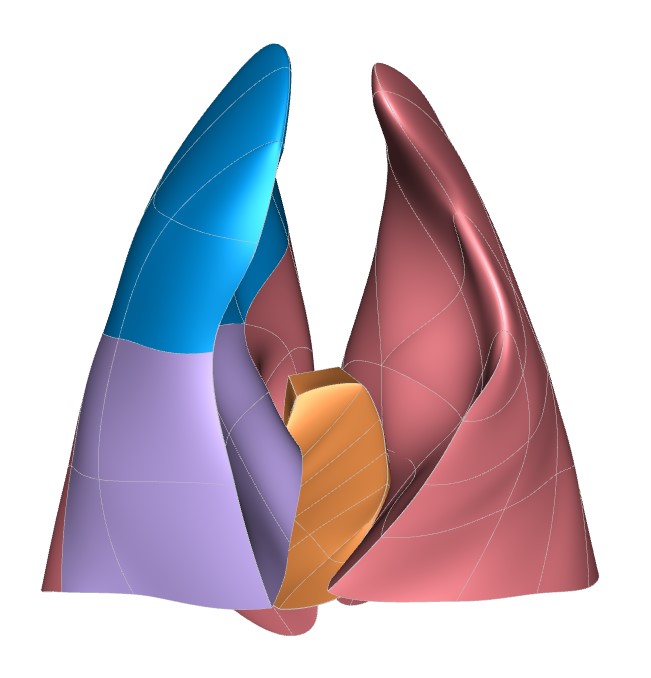Rendering of the pig lung scaffold.