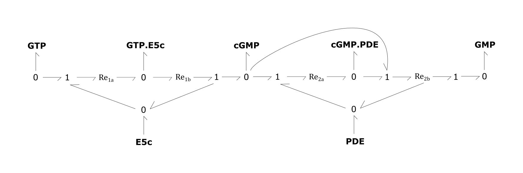 cGMP_metabolism