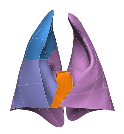 Rendering of the pig lung scaffold.