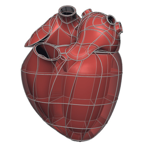 Rendering of the generic human heart scaffold.