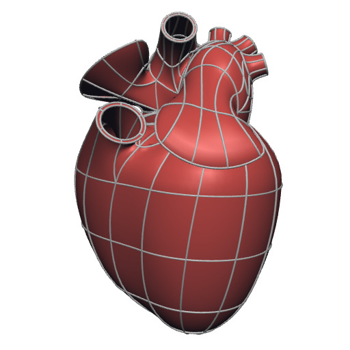 Rendering of the generic mouse heart scaffold.