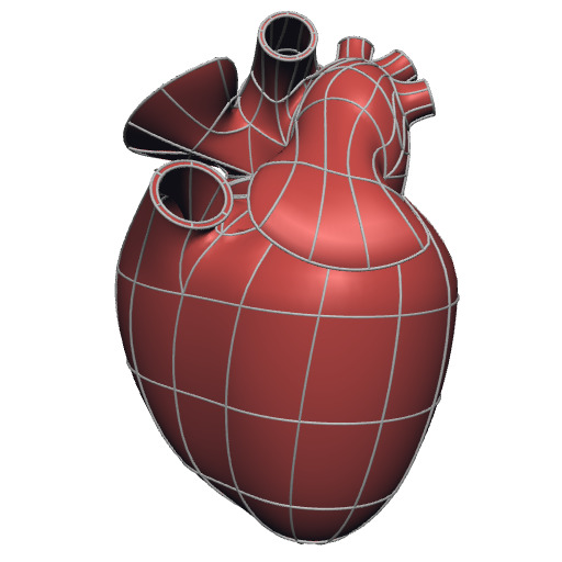 Rendering of the generic rat heart scaffold.
