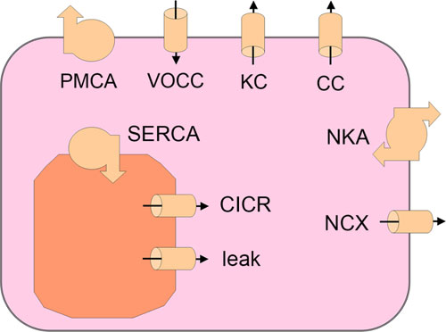 Schematics of the model