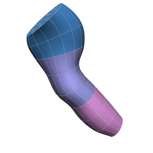 Rendering of the sheep brainstem scaffold.