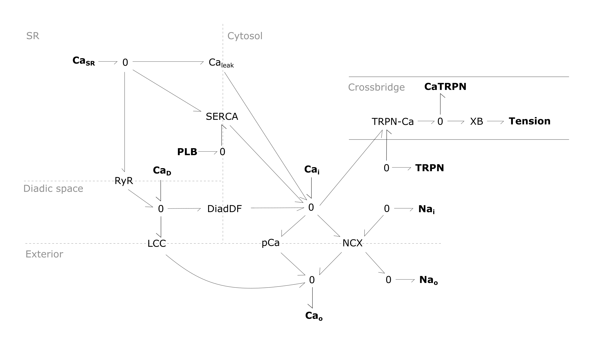 Components of the model