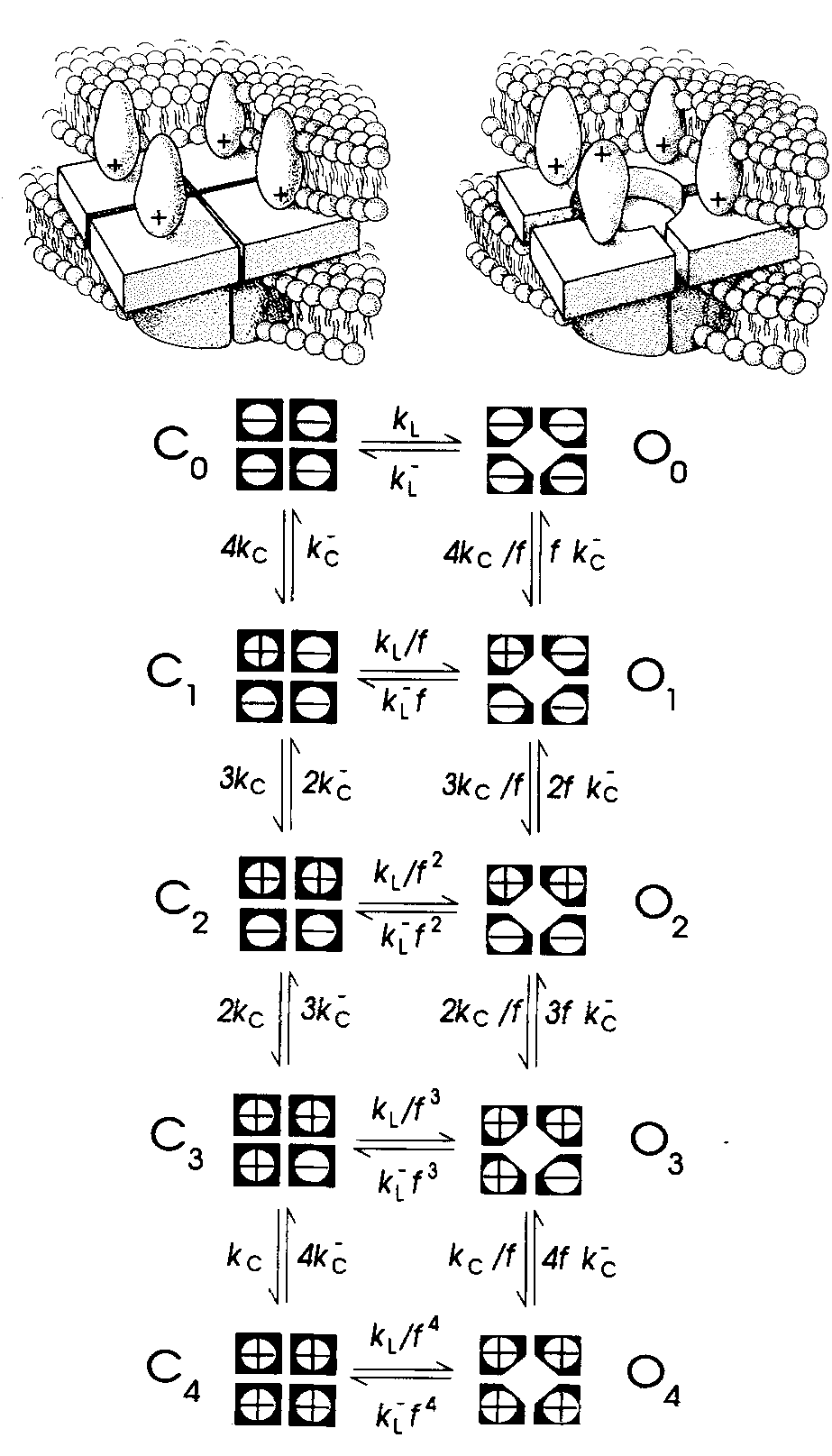 Schematics of the model