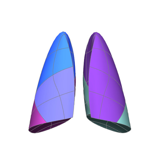 Rendering of the human lung scaffold.