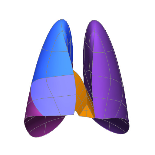 Rendering of the rat lung scaffold.