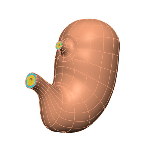Rendering of the generic pig stomach scaffold.