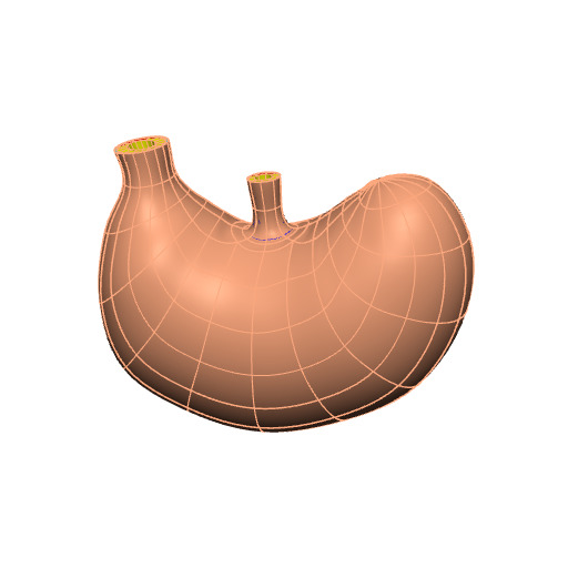 Rendering of the generic mouse stomach scaffold.