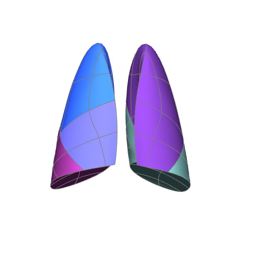Rendering of the human lung scaffold.