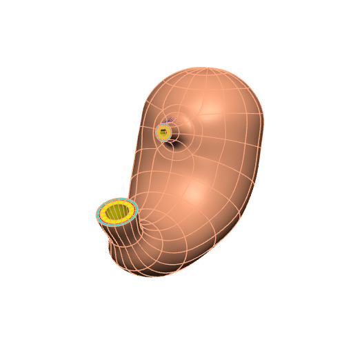 Rendering of the generic human stomach scaffold.