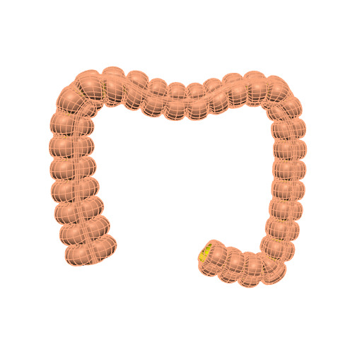 Rendering of the generic human colon scaffold.