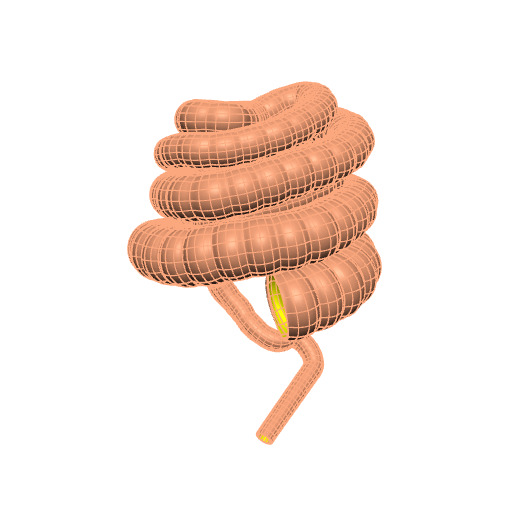 Rendering of the generic pig colon scaffold.