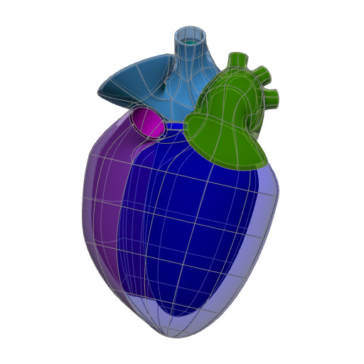 Rendering of the generic rat heart scaffold.