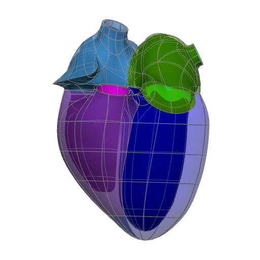 Rendering of the generic pig heart scaffold.