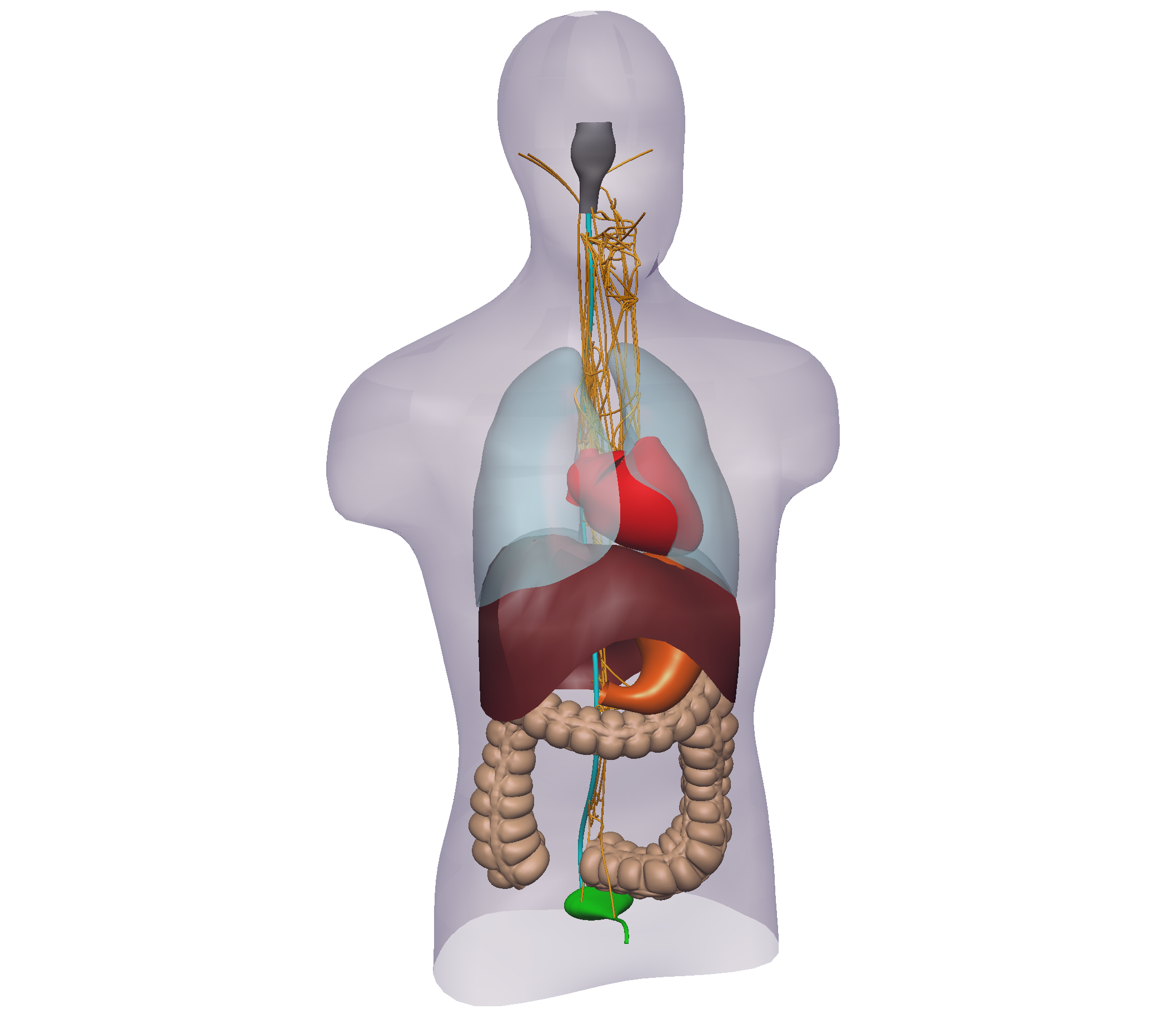Rendering of the human whole-body scaffold with embedded organs.