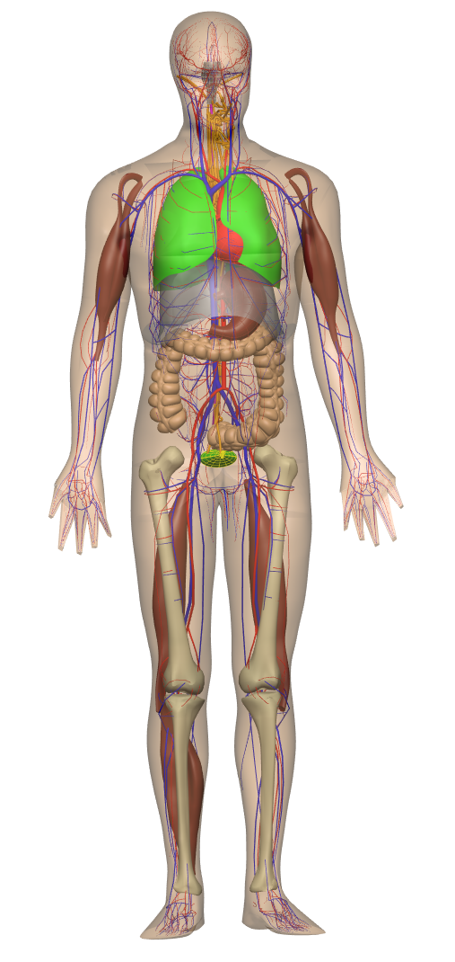 Rendering of the human whole-body scaffold with embedded organs.