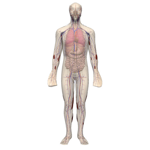 Rendering of the human whole-body scaffold with embedded organs.