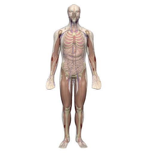 Rendering of the human whole-body scaffold with embedded organs.