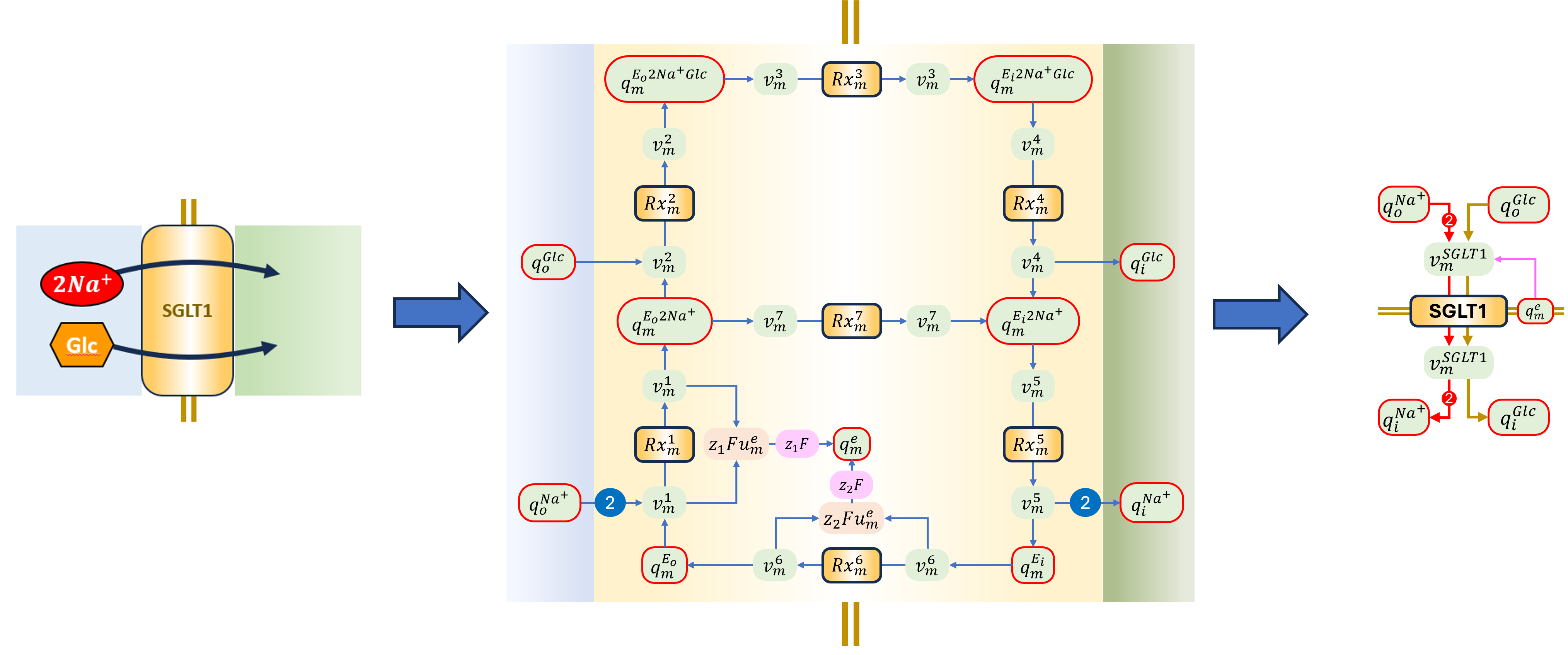 Bond graph of the model