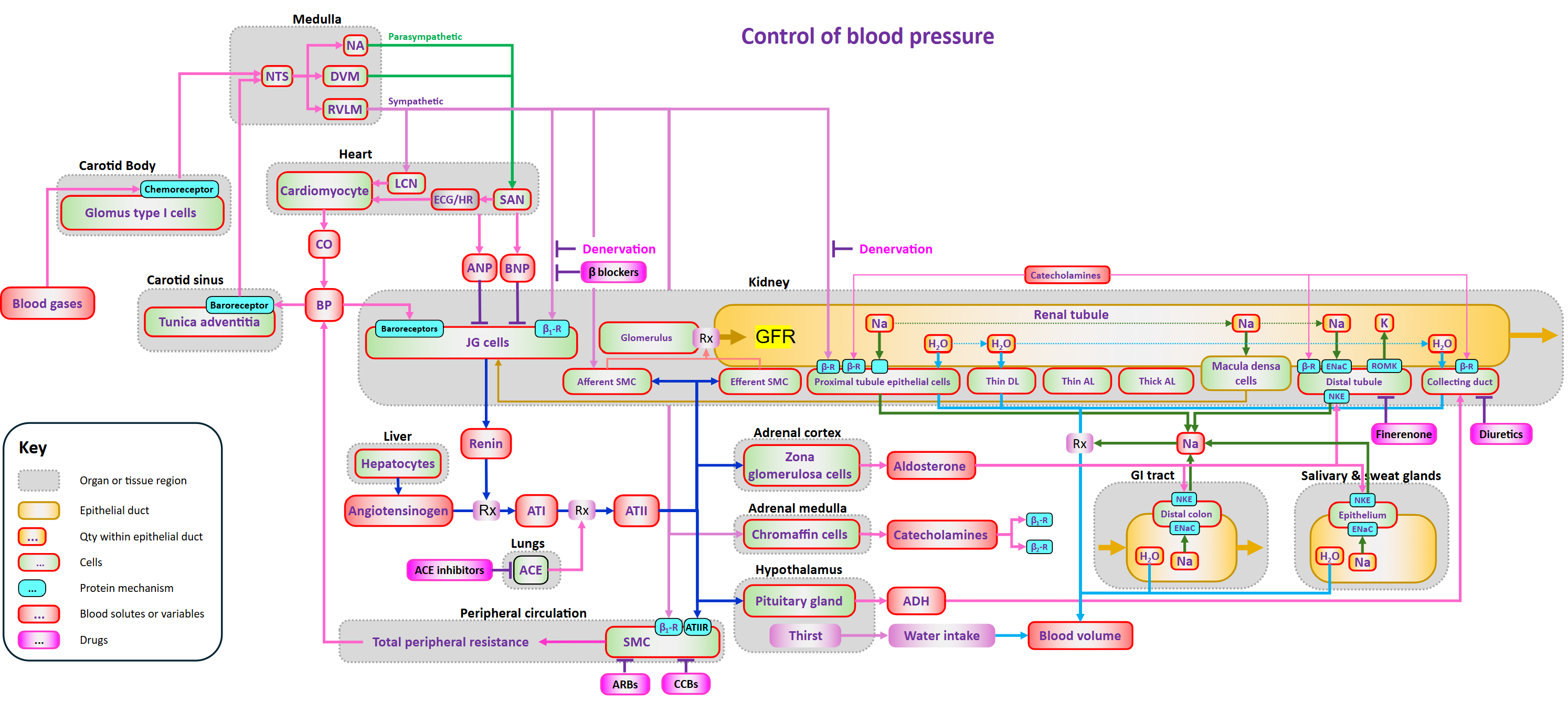 Blood pressure control model image.