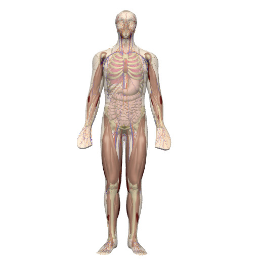 Rendering of the human whole-body scaffold with embedded organs.