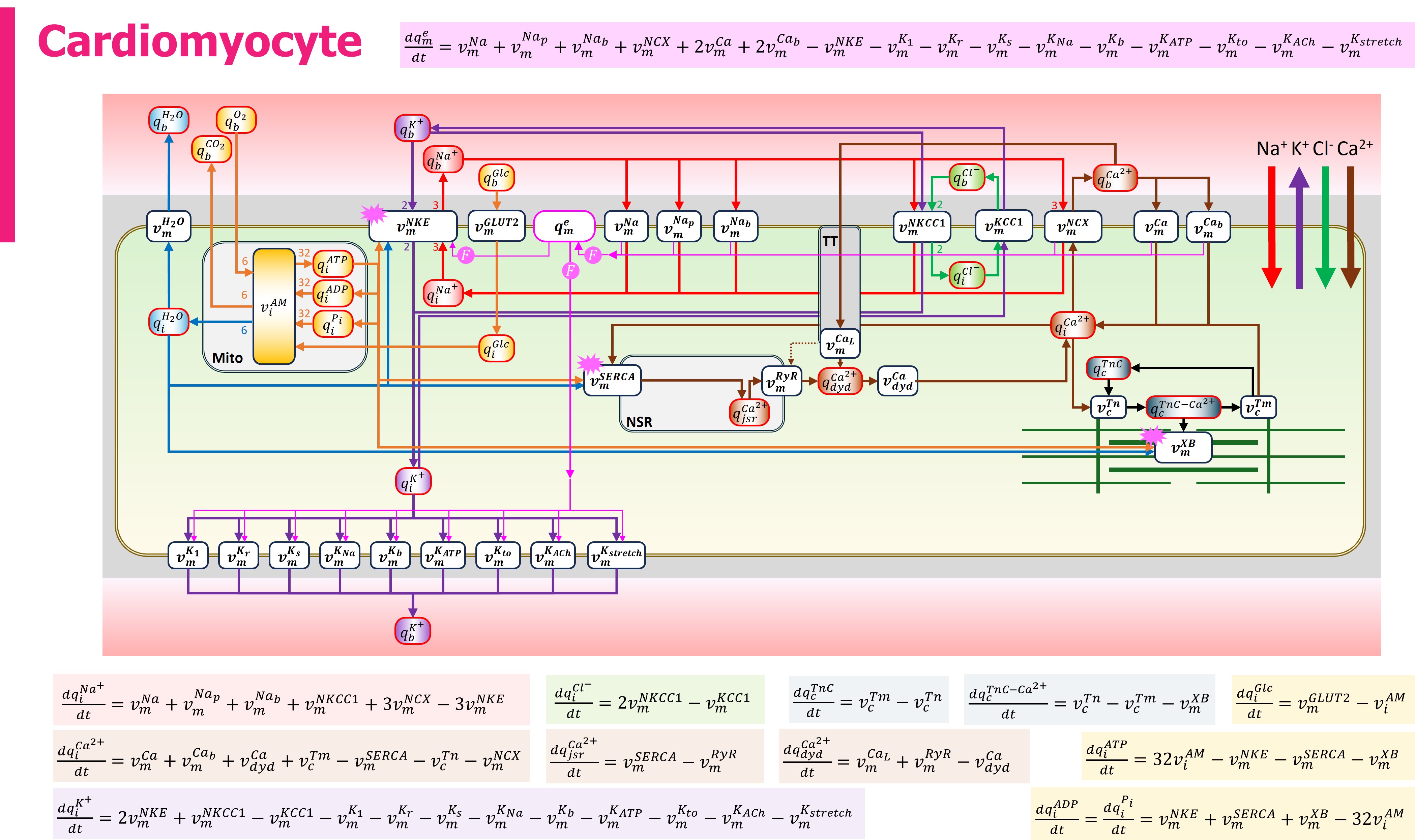 Schematic of the bond graph cardiomyocyte model.