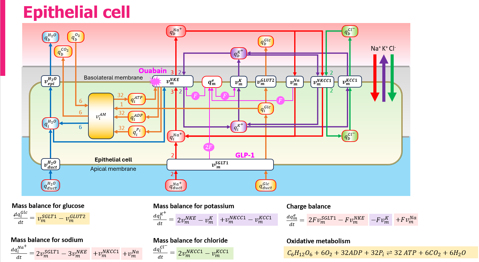 Schematic of the bond graph epithelial cell model.