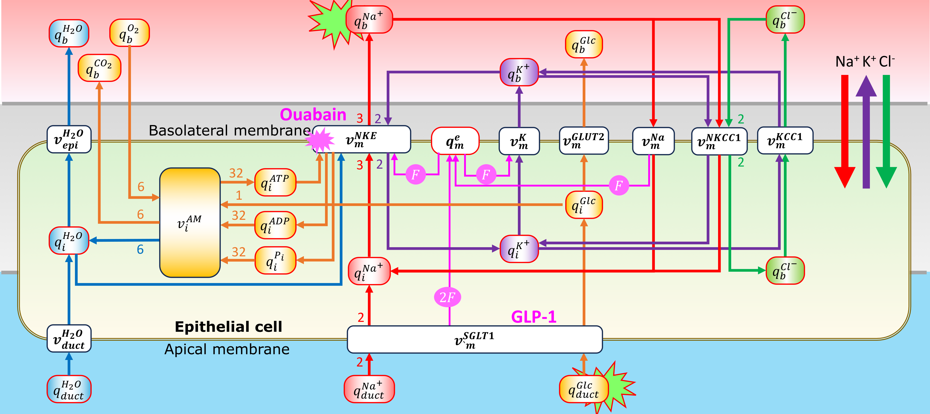 Schematic of the bond graph epithelial cell model.