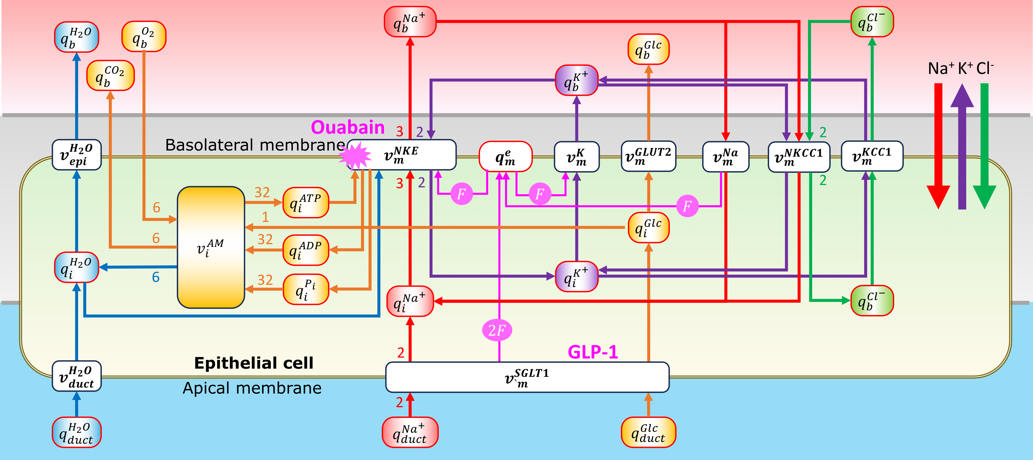 Schematic of the bond graph epithelial cell model.