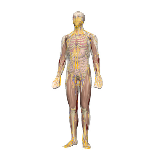 Rendering of the human whole-body scaffold with embedded organs.