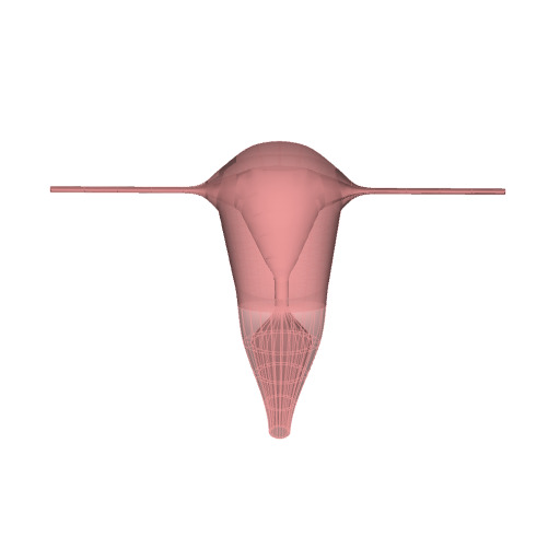 Rendering of the generic human uterus scaffold.