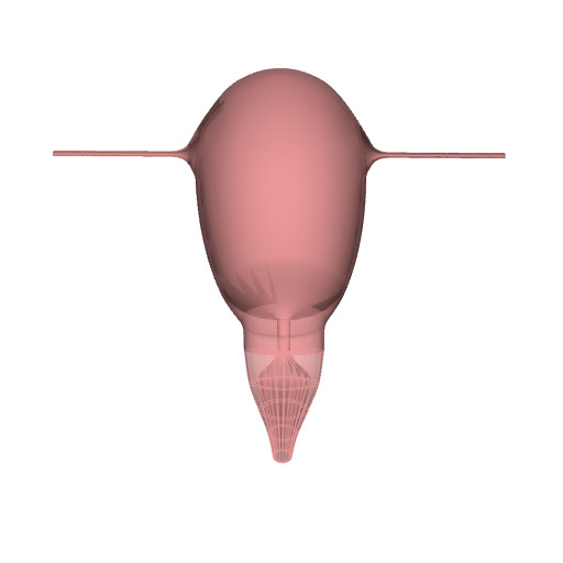 Rendering of the generic pregnant human uterus scaffold.