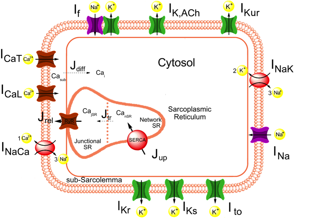 human SAN cell schematic diagram